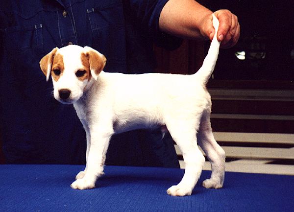 Dingo von den Weilerwiesen