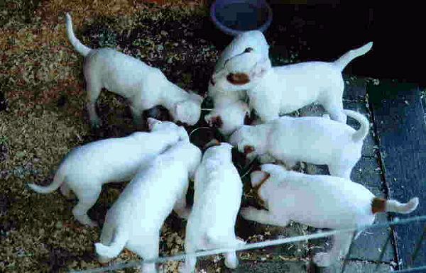 C-Wurf of four valley town