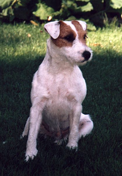 Balko vom Seewald