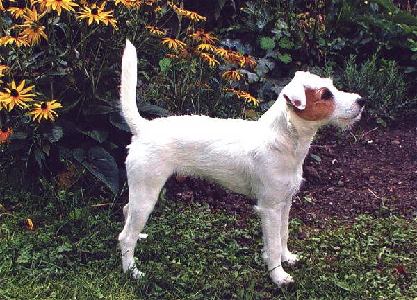 Lucie of Buzzard Crest