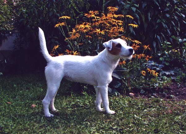 Lucie of Buzzard Crest