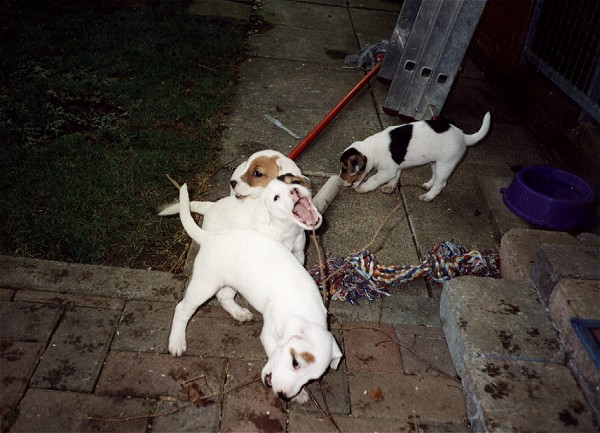 Mitch, Marcy, Marlee + Monty of Buzzard Crest