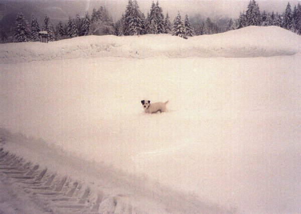 Aronja vom Seewald