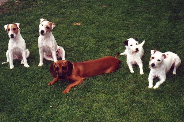 'die Seewaldmeute' mit Schwei�hund Dina