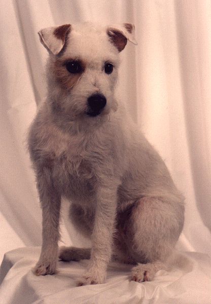 Limerick's Cerrie Sue, genannt Lisa