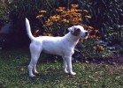 Lucie of Buzzard Crest
