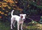 Lucie of Buzzard Crest