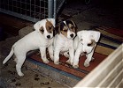 Marlee, Monty + Mitch of Buzzard Crest