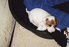 vom gr�nen Kuckuck